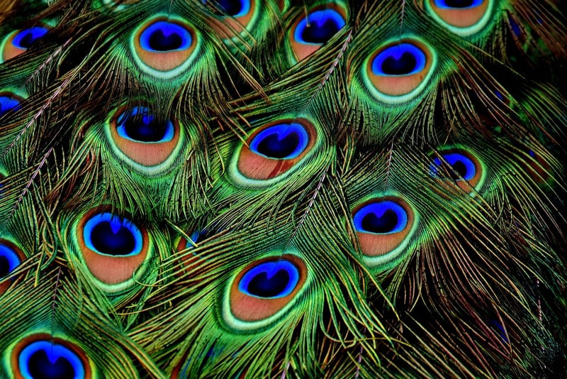 Peacock in a garden